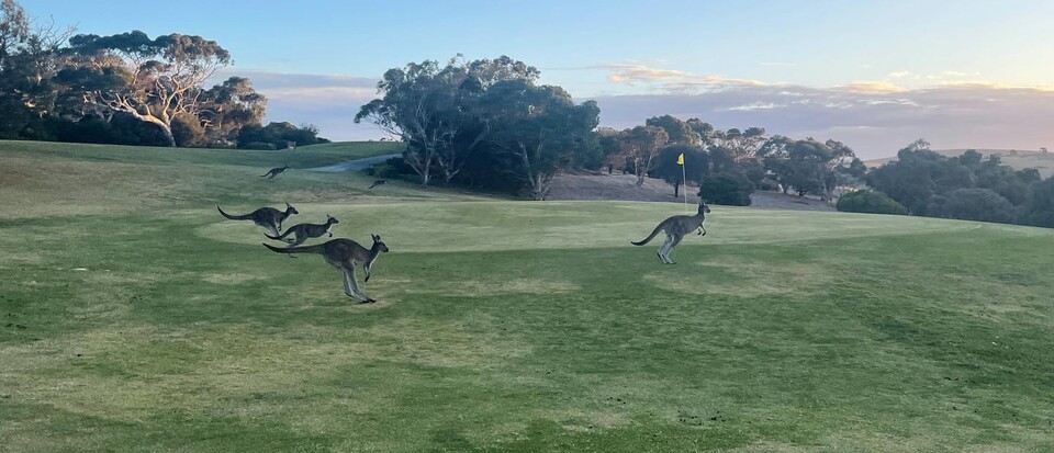 Wirrina Cove Golf & Country Club