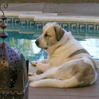 António Masseneiro Vieira