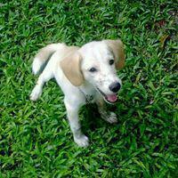 เหมียว ไอ้หมาโชคดี