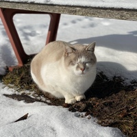 Peerapat Tiyaboonchai