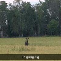 Stephanie Gabrielsson