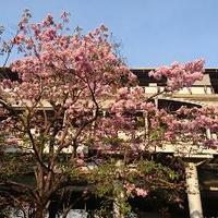 poramate wongbiasujj