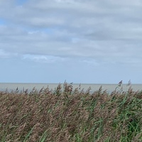 Costanza Hoffmeister