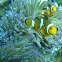 Muhammad Zaini Naiserong