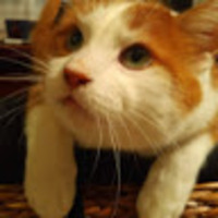 Florian E