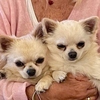 Claudio Castiglioni Dompe’