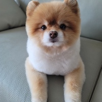 혜정 황