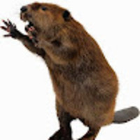 angrybeaver34 Golfer