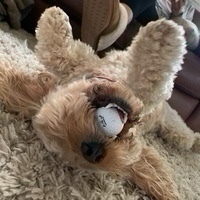 Steven Berni
