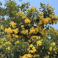 VERO VERO