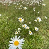 Silke Schmidt-Dencker