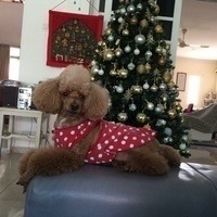 Theresa Wong Lai Har Wong