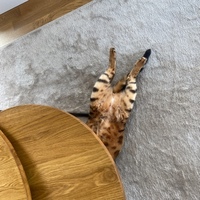 Georg Andreas Tsernjavski