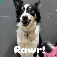 Juan-Miguel Goquingco