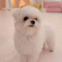 말티즈 / MANDU 만두의 하루