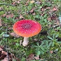 Laurent POUTS SAINT GERME