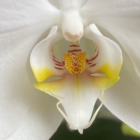 peru garate urretxua