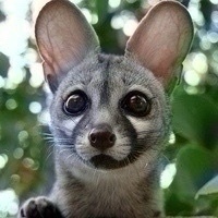 Leonard Alexander Seelert