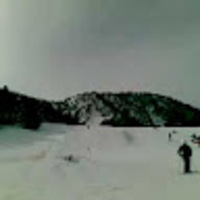 flamingo _sarsa Golfer