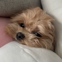 Kornpetch Chotipatoomwan