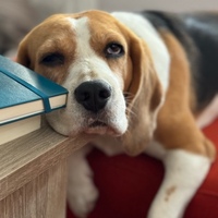 Pablo Tortosa Penadés