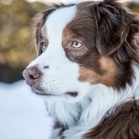 Jean-Francois Taupier