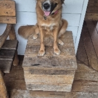 Robert Frank Townsend