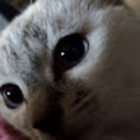 ふさえ はっとり