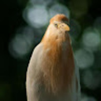 Shamsul Zahrin Sulaiman