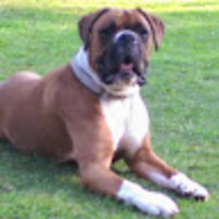 Richard Jerrard-Dinn