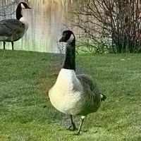 Tom Green