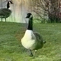Tom Green