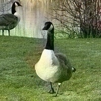 Tom Green
